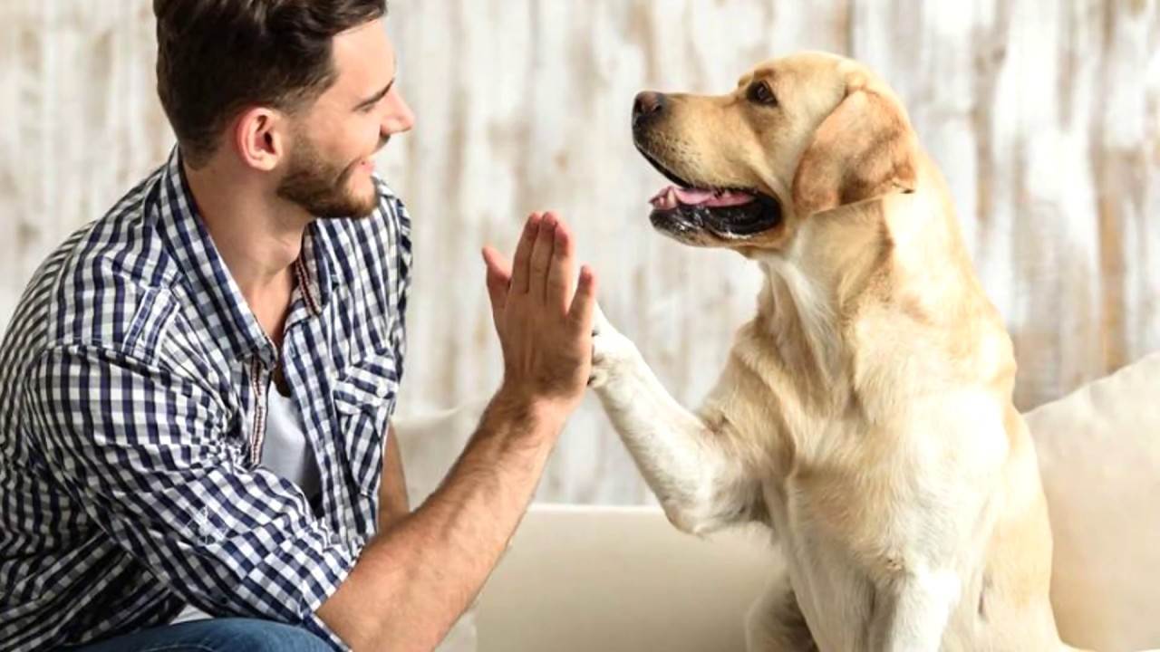 Общение с собаками: 10 способов, которыми собаки общаются с нами