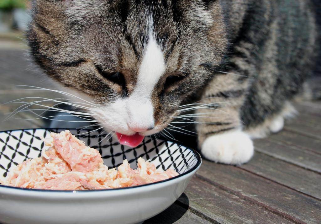 Комнатный хищник — можно ли давать коту сырое мясо?
