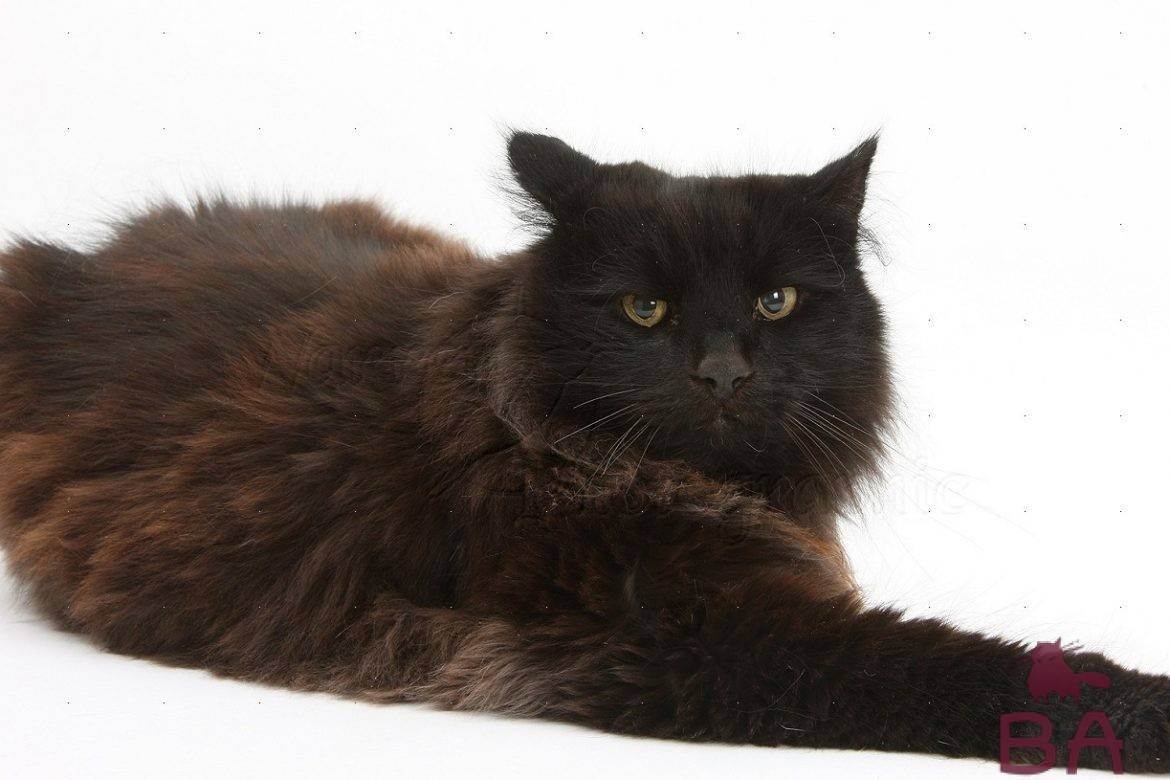 Йоркская шоколадная кошка: описание, характер, советы по содержанию и уходу, фото