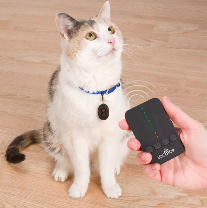 Как не потерять кота, себя и смысл жизни: gps-трекеры для животных | ichip.ru