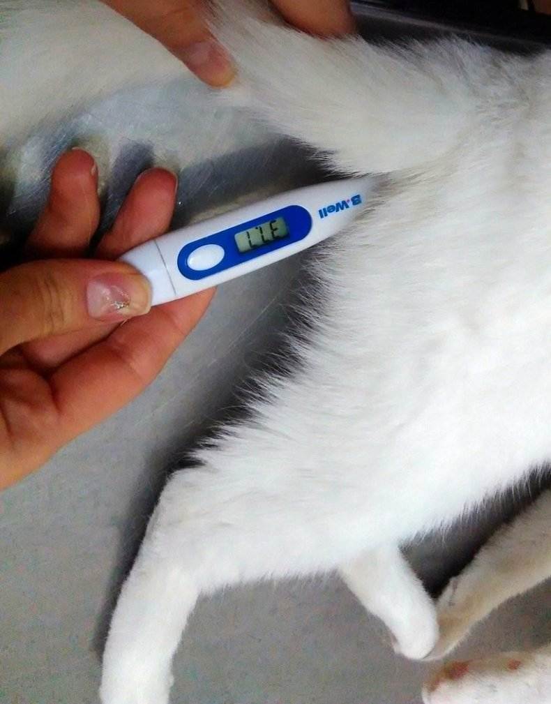 Как правильно померить кошке температуру обычным ртутным или электронным градусником и без него в домашних условиях?