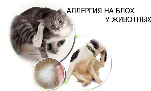 Аллергия на кошек и собак. причины, симптомы и признаки, диагностика и лечение патологии :: polismed.com
