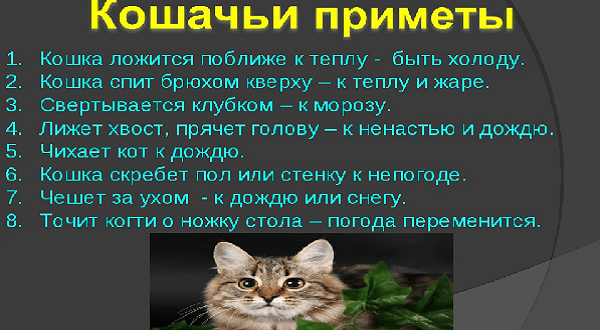 5 причин, почему кошка спит с человеком и о чем это говорит: новости, кошки, здоровье, дом, животные, домашние животные