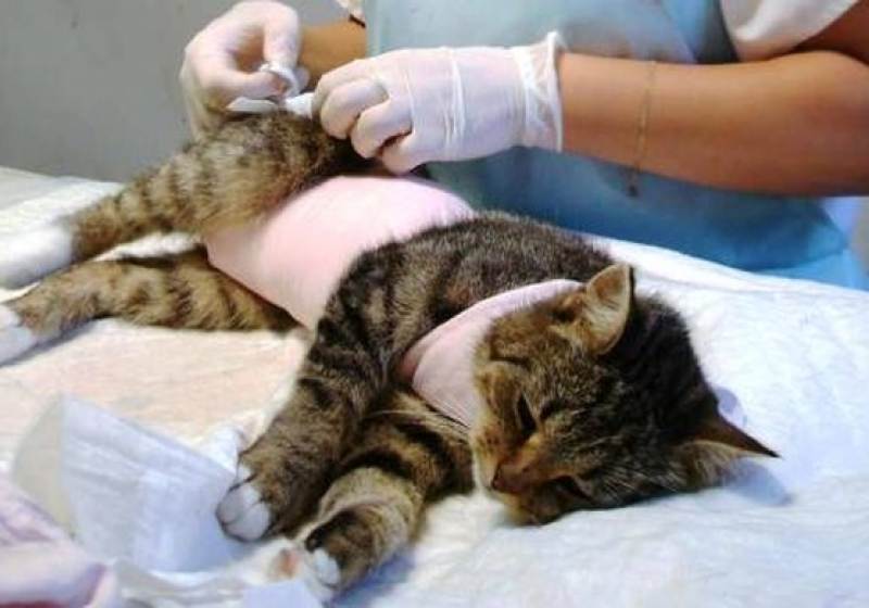 Реабилитация кота после кастрации: уход и профилактика | ваши питомцы