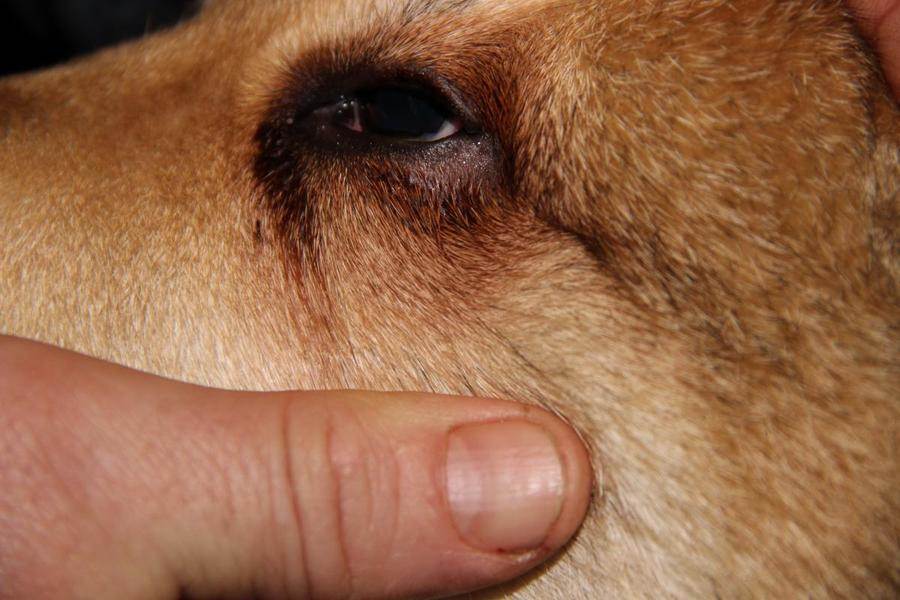 У собаки гноятся глаза, как лечить в домашних условиях | блог ветклиники "беланта"