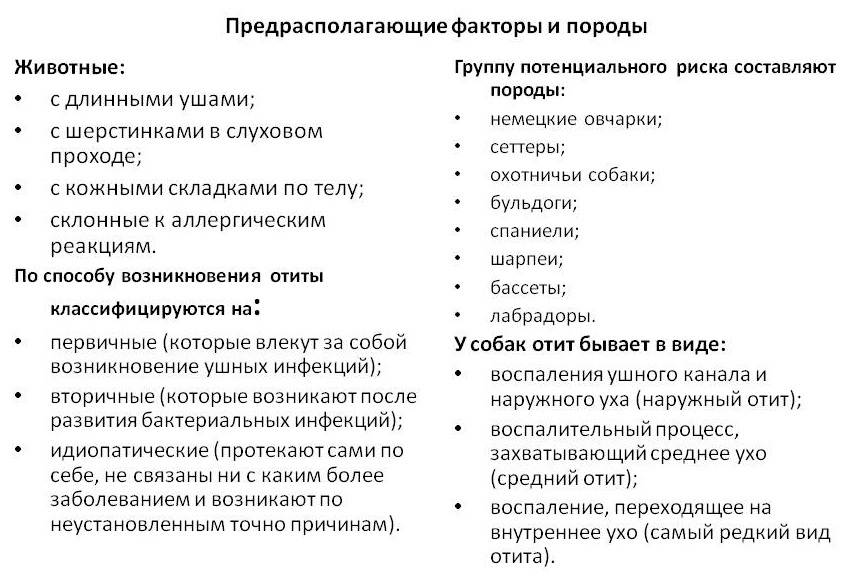 Отит – основная причина боли в ухе. симптомы, возможные осложнения и лечение отита.