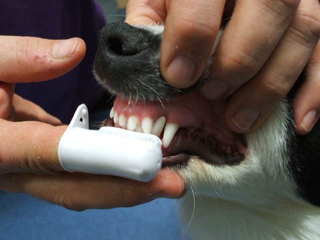 Чистка зубов собаке ультразвуком без наркоза
