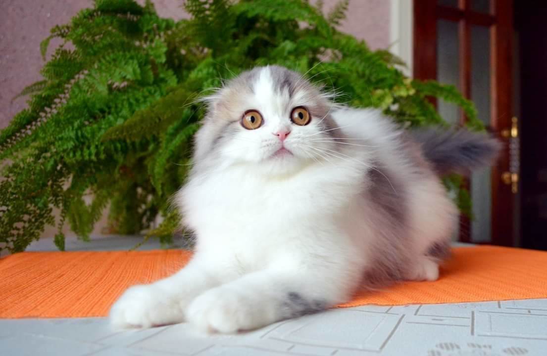 Хайленд-фолд: описание породы кошек, фото, цена