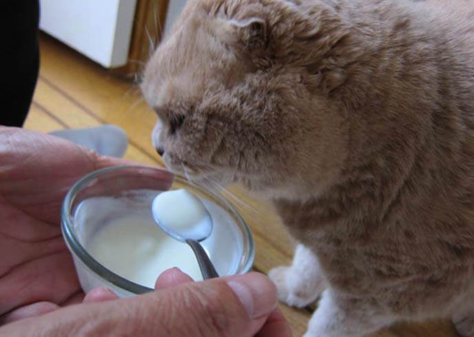 Можно ли кошкам молоко: факты о пользе и вреде молока для кошек в разном возрасте