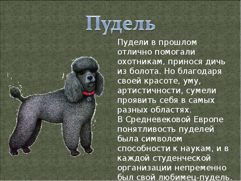 Малый пудель: описание породы и характер собаки | medeponim.ru