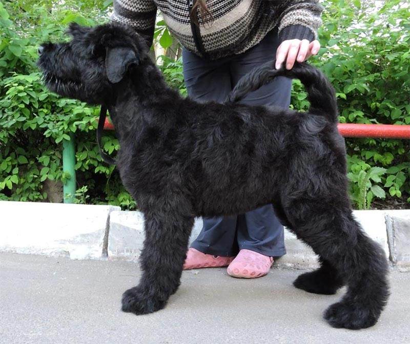 Русский черный терьер: фото и характеристика породы собак
русский черный терьер: фото и характеристика породы собак