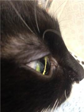 У кошки коричневые выделения из глаз: причины, опасность, помощь питомцу