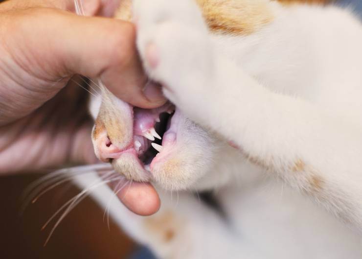 Гангренозный стоматит у кошек - симптомы, лечение, профилактика