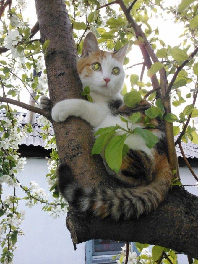 Почему кошка не может слезть с дерева и надо ли ей помогать?