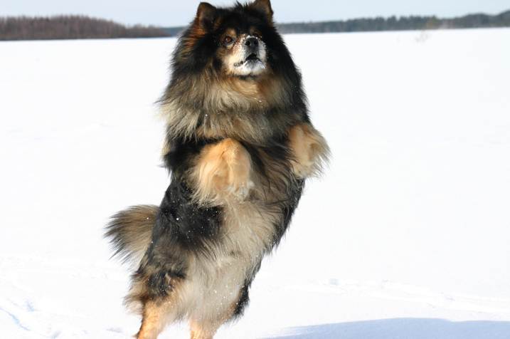 Шалайка (собака сулимова, шабака, квартерон): описание породы с фото