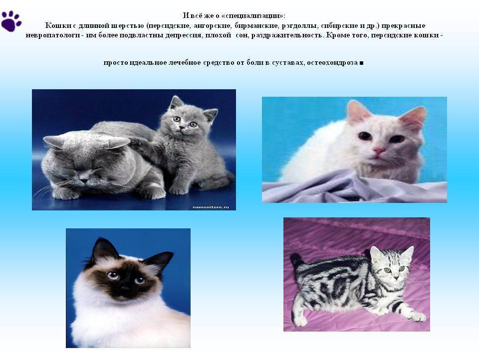 Кимрик - фото и описание породы кошек (характер, уход и кормление)