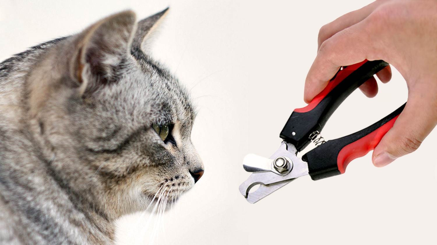 Как подстричь когти кошке в домашних условиях – как это делала я, и как это должны делать вы