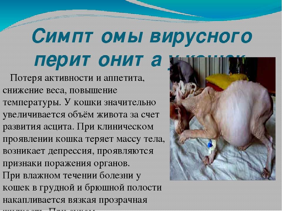 Коронавирусный гастроэнтерит у кошек: симптомы и лечение | причины