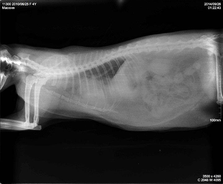 Отёк лёгких у кошек: причины, симптомы и диагностика, лечение