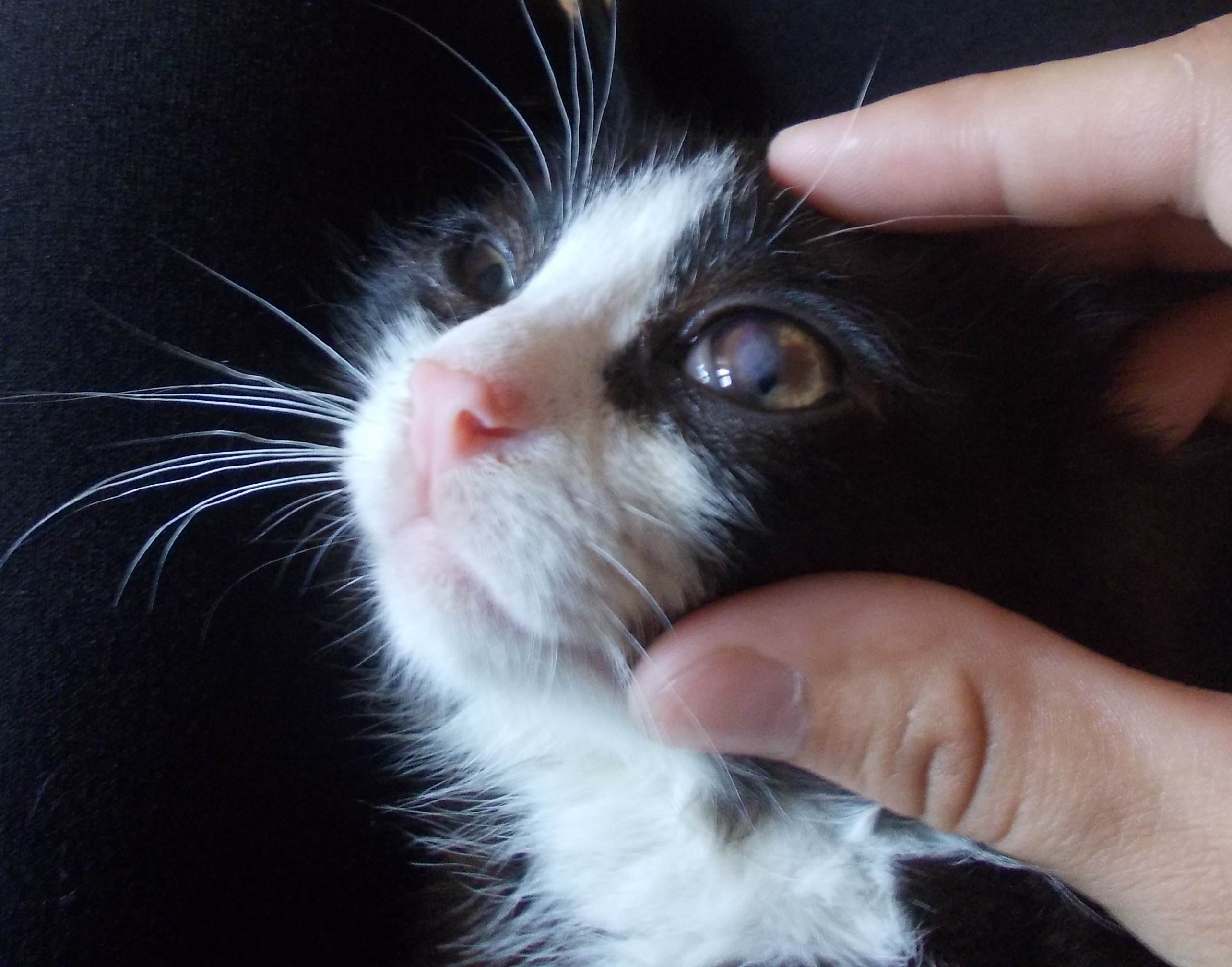 У котенка гноятся глаза: причины, лечение в домашних условиях | ваши питомцы