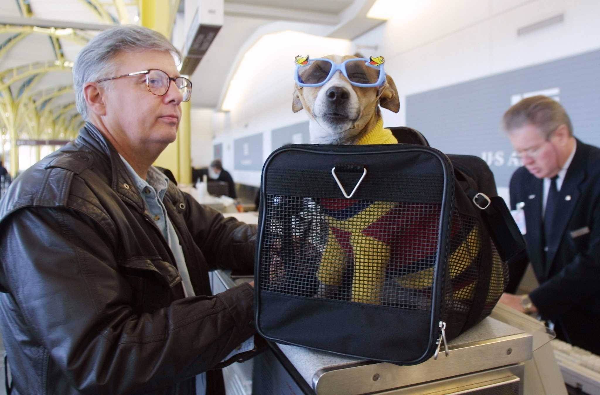 Перевозка собак в самолете по россии и за границу: как перевозить пса, можно ли отправить одного?