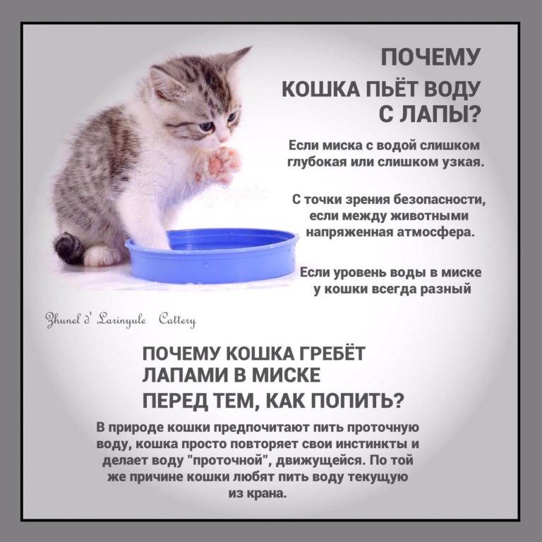 Кошка (кот) ничего не ест и не пьёт несколько дней: что делать, как помочь взрослому животному или котёнку