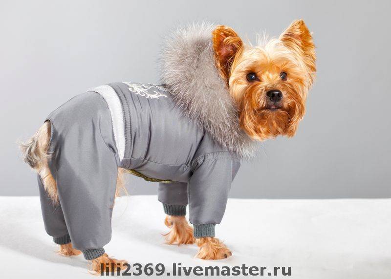 Как приучить собаку к одежде, как называется одежда для собак, зачем нужна