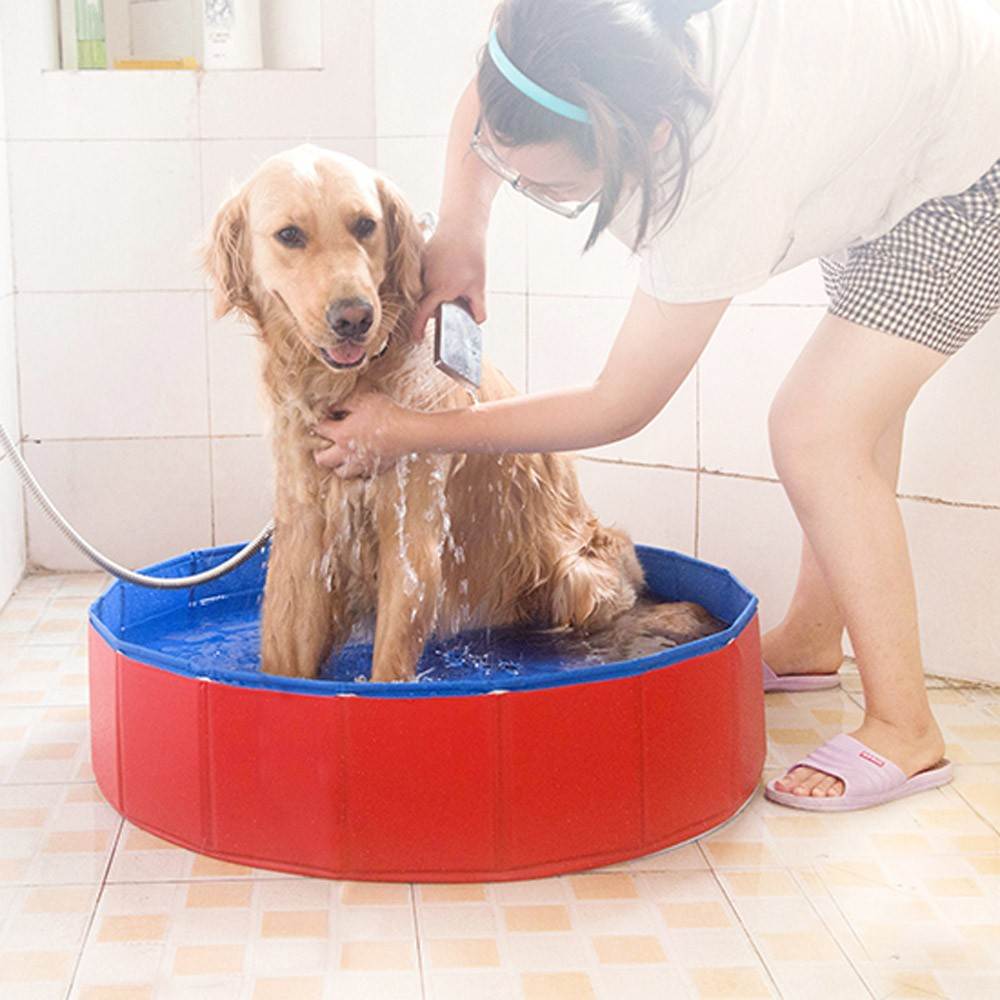 Купание собак - как часто купать, при какой температуре, как приучить собаку к купанию
