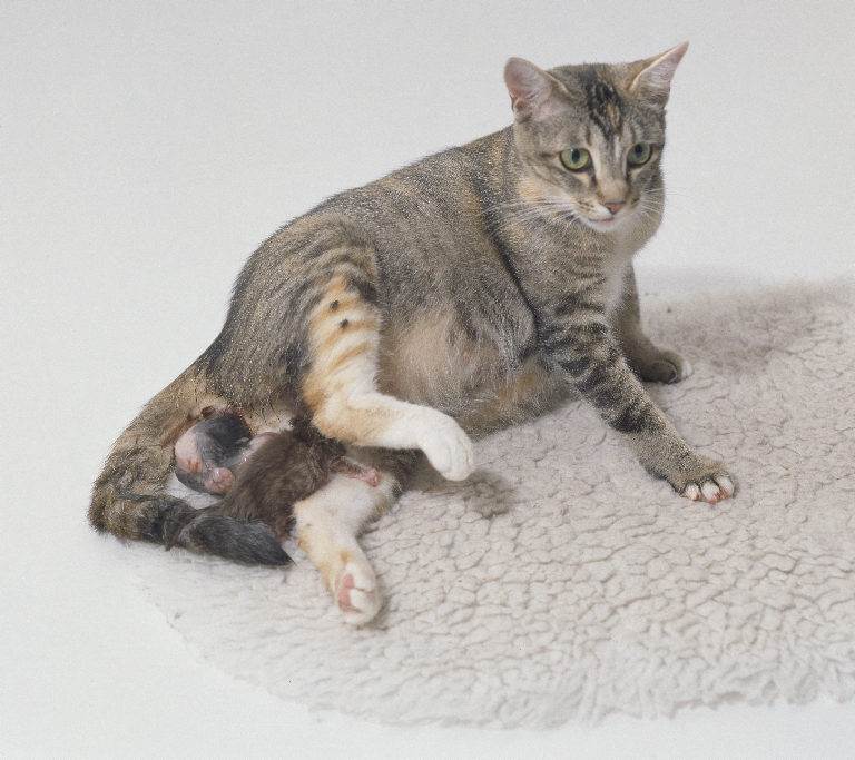 Как ведет себя кошка перед родами - признаки родов