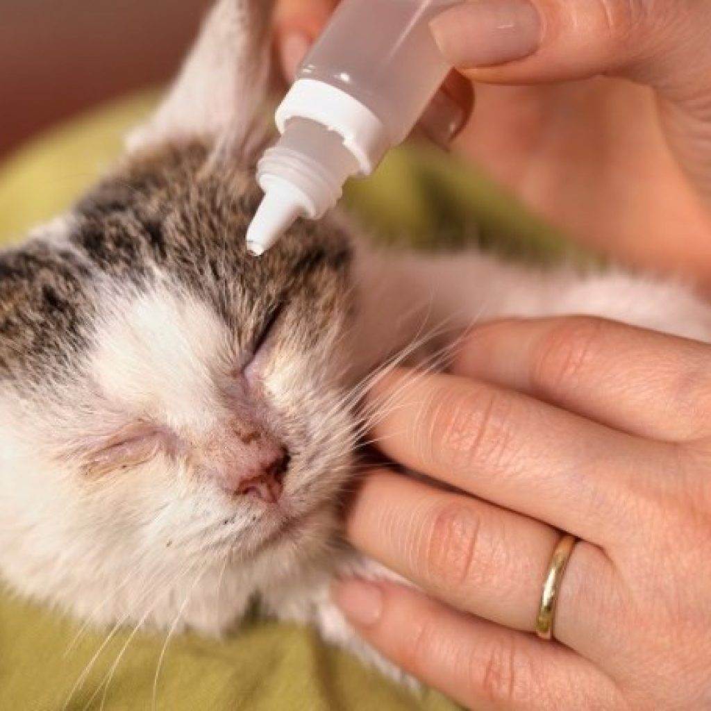 Конъюнктивит у кошек и котов: симптомы и лечение в домашних условиях