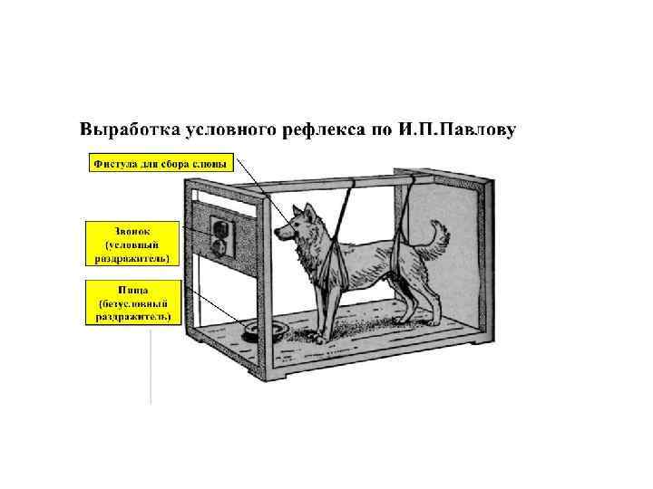 Подробное описание эксперимента с собакой павлова и что это такое