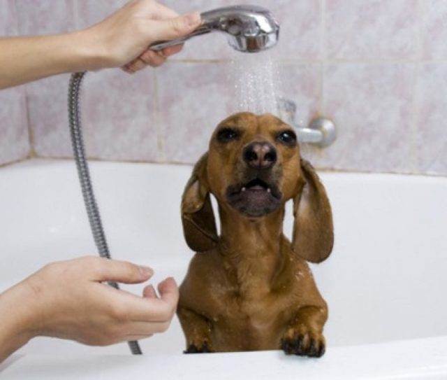 Как мыть собаку в ванной: перед выставкой или в первый раз, температура воды и основные правила