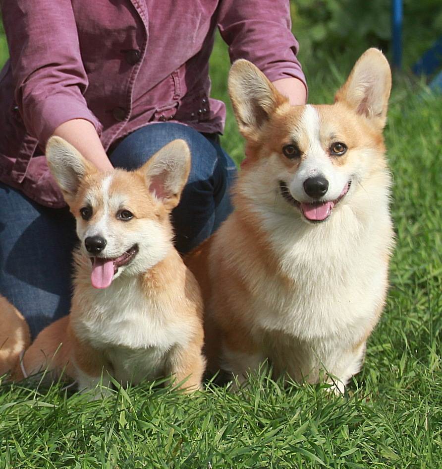 Вельш-корги кардиган и пемброк: отличия породы собак и как выглядят на фото, а также в каком контакте находятся с людьми