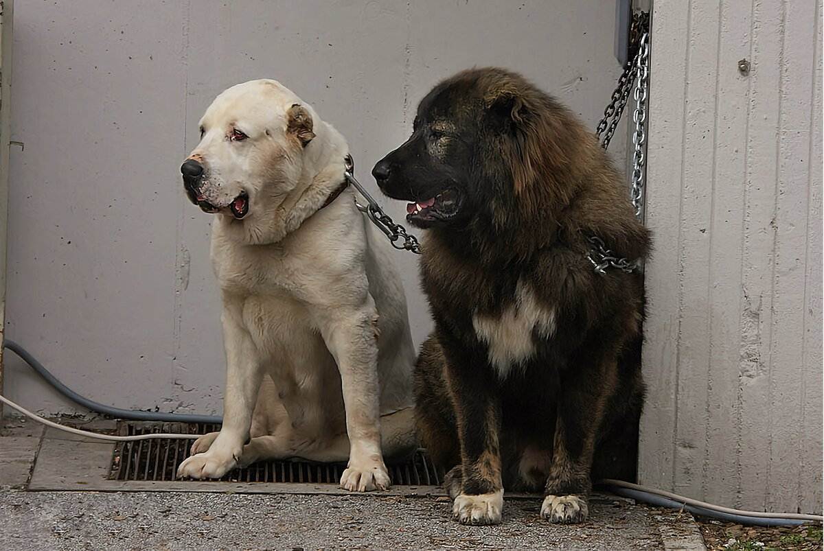 ᐉ алабай и кавказская овчарка: сравнение пород, отличия, кто сильней - kcc-zoo.ru