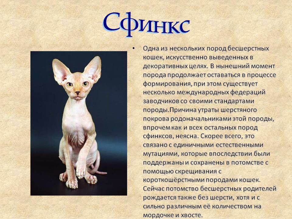 Кошки породы сфинкс: характер, болезни, описание породы, уход