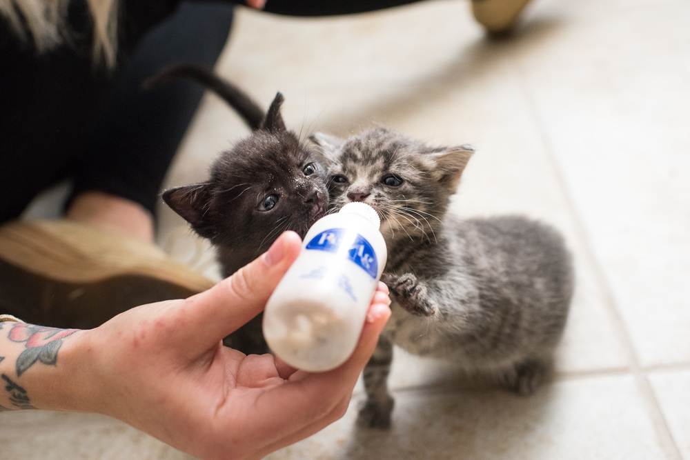 Уход за новорожденными котятами - как правильно ухаживать