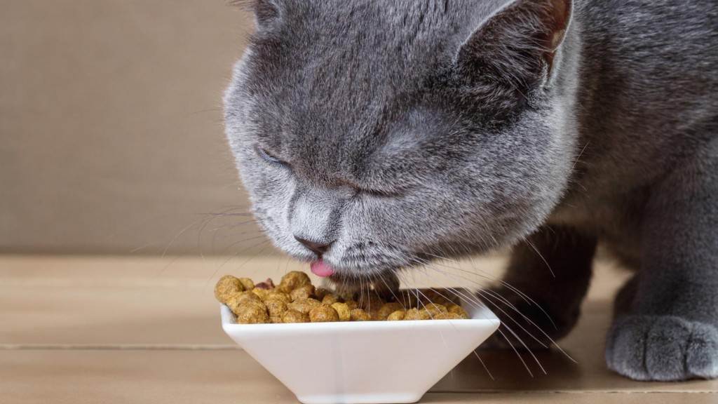 Как и чем кормить британских кошек и котят