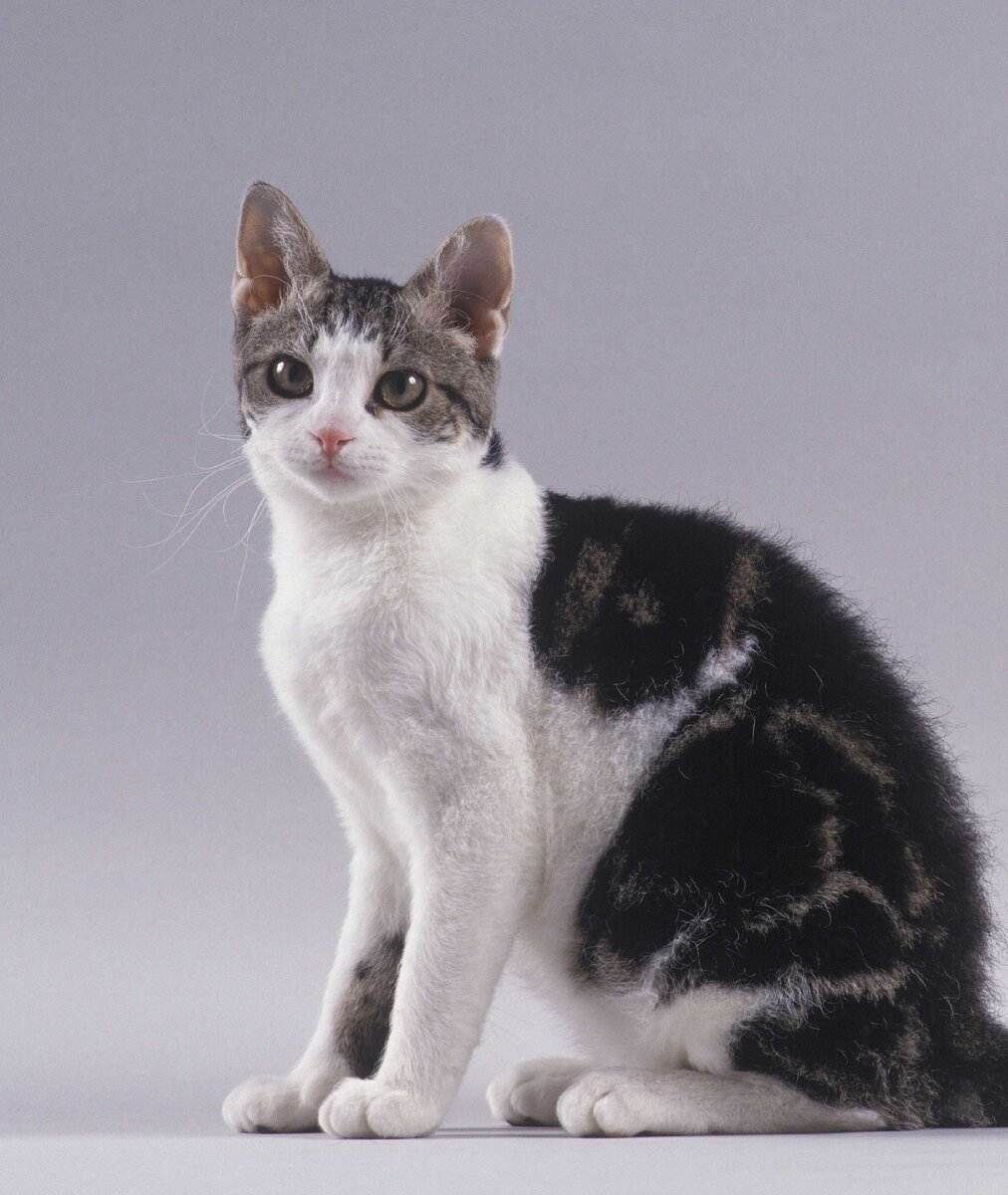 Американская жесткошерстная кошка – невероятная история происхождения - mirlap