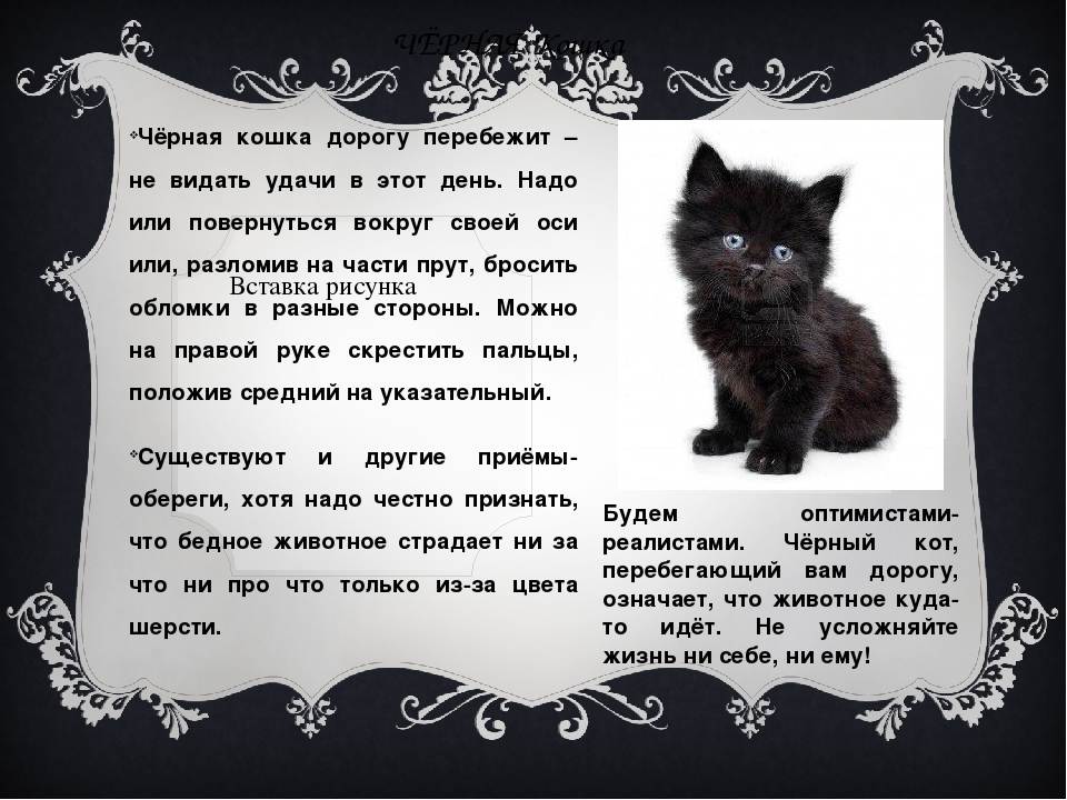 Стоит ли заводить черную кошку в доме, хорошо это или плохо, что она приносит: приметы и суеверия