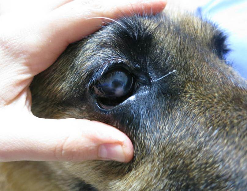 Болезни глаз у собак: симптомы, лечение, советы ветеринара