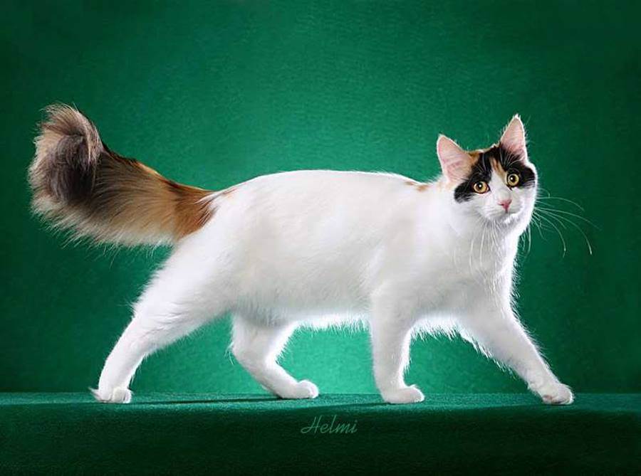 Турецкий ван: фото кошек данной породы и их описание