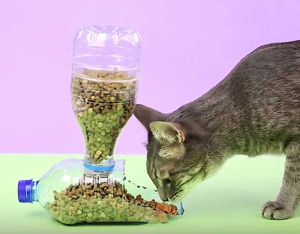 Как самостоятельно сделать автоматическую кормушку для кошки собственноручно