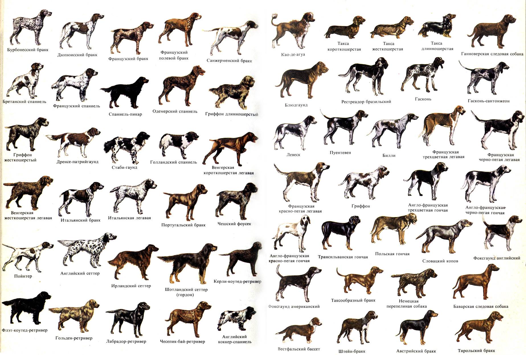 Все породы охотничьих собак с фотографиями