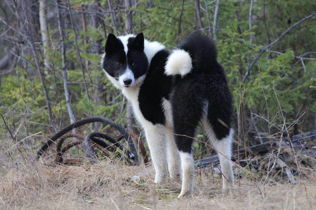 Русско-европейская лайка: фото и описание охотничьей породы собак