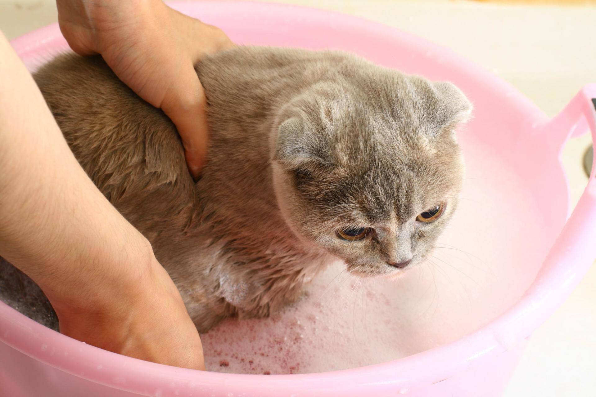 5 способов как заставить кошку пить воду