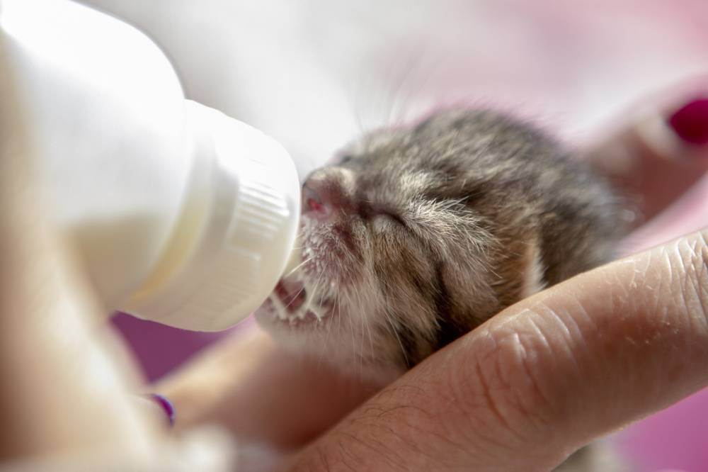 Чем кормить новорожденного котенка в домашних условиях без кошки: готовые и самодельные молочные смеси и соски