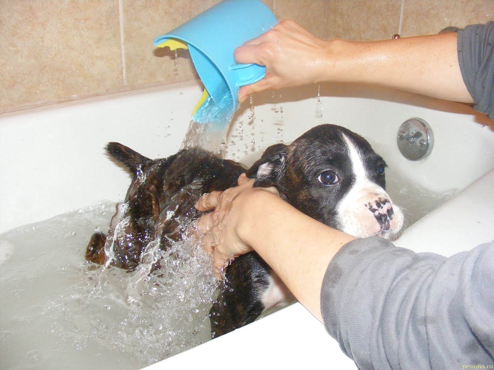 Что делать, чтобы не мыть собаку каждый день