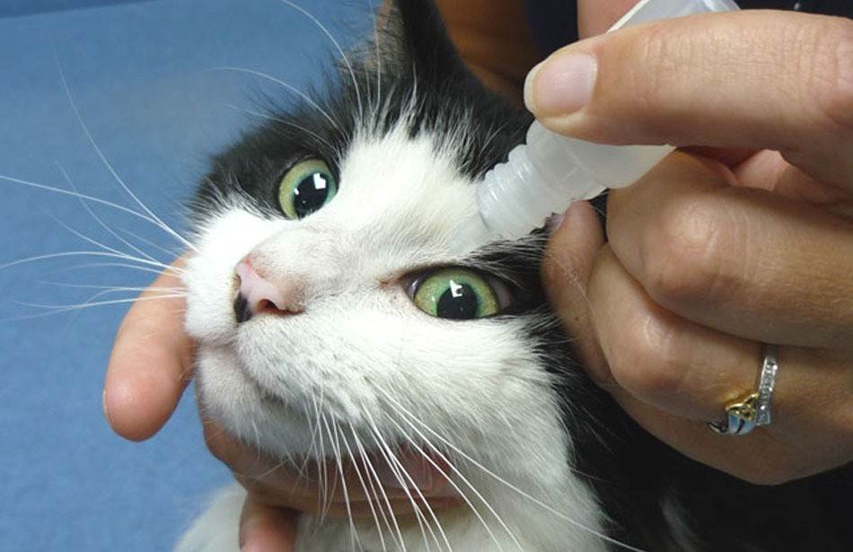 Болезни глаз у кошек: какие симптомы, фото, чем лечить, третье веко