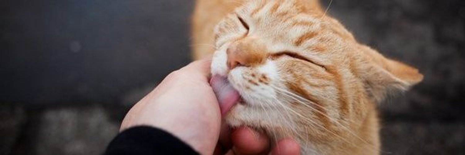 Кошка лижет руки, лицо, ноги хозяина: почему животное вылизывает человека?