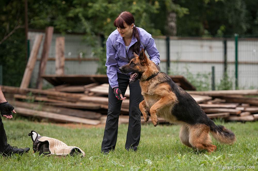 Воспитание щенка немецкой овчарки по месяцам: основные правила, социализация и первые команды